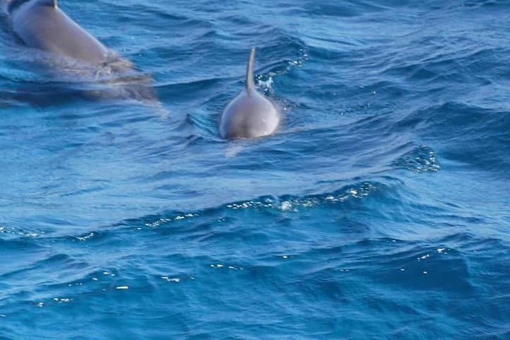 Hurghada Dolphin House: Half-Day Boat & Snorkel Adventure in the Red Sea photo 6