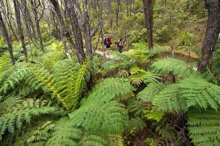 Abel Tasman Kayak & Pitt Head Nature Loop — Guided Kayak and Unguided Walk from Marahau