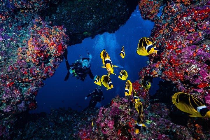 Lanai Cathedrals: 2-Tank Boat Dive from Maui into Lava-Formed Caverns photo 3