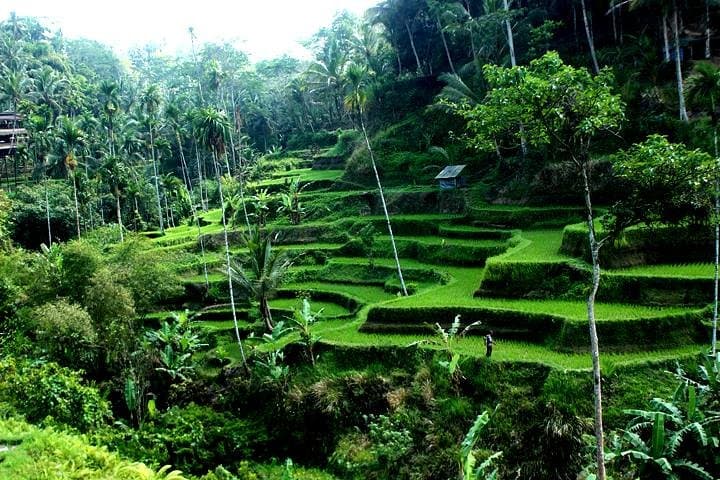 Ubud Jungle Swing & Cultural Day Tour — Rice Terraces, Monkey Forest, Temple Baths, Waterfall photo 5