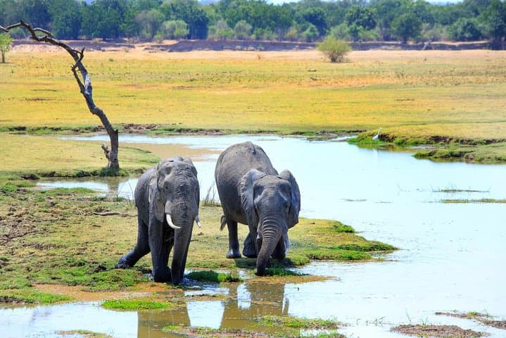 Blue Lagoon National Park: Birding & Wildlife at Kafue Flats (Kafue Falls) photo 4