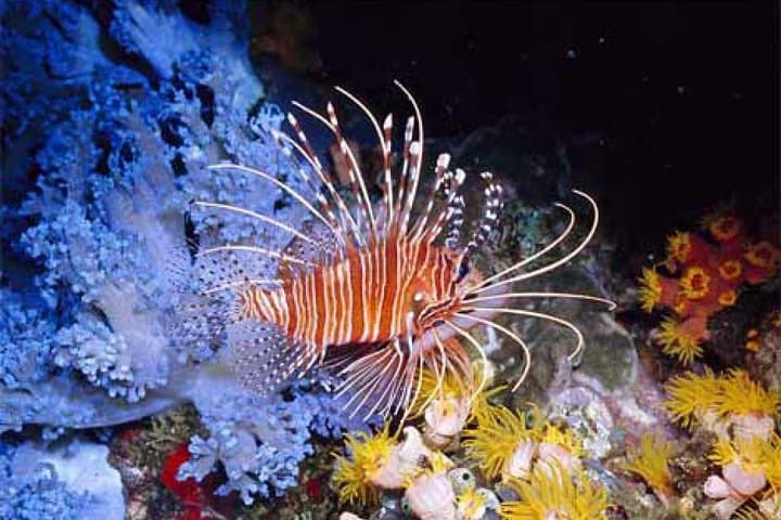 Orange Bay Giftun Island Snorkeling Day Trip from Hurghada photo 3