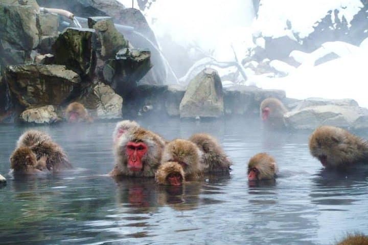 See the Jigokudani Snow Monkeys and Art of Obuse: Day Trip from Nagano