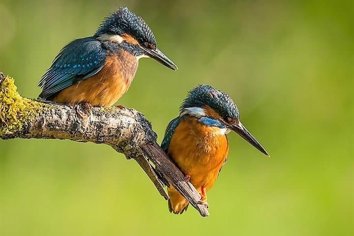 Anawilundawa Wetland Birdwatching Day Tour from Negombo
