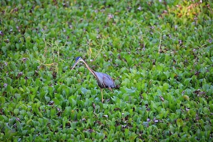 Anawilundawa Wetland Birdwatching Day Tour from Negombo photo 3