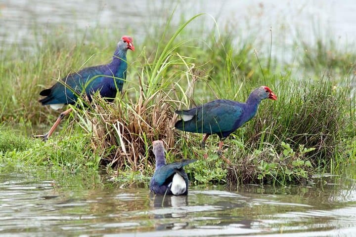 Anawilundawa Wetland Birdwatching Day Tour from Negombo photo 5