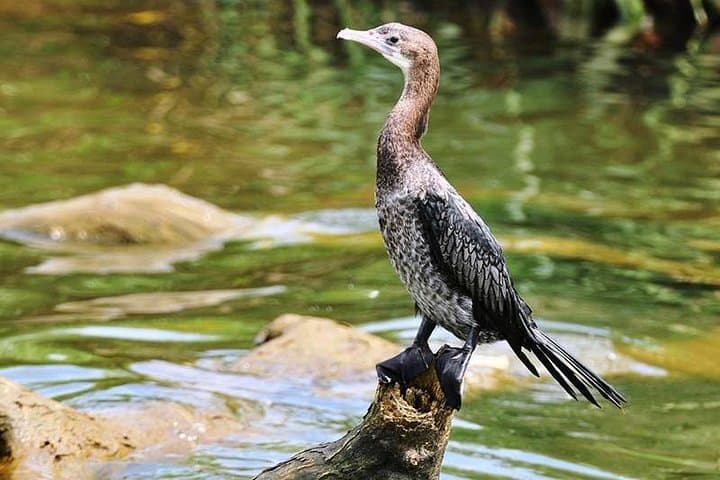 Anawilundawa Wetland Birdwatching Day Tour from Negombo photo 2