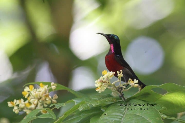 Half-Day Bird Watching Tour in Yangon — Hlawga Wildlife Park Morning Safari