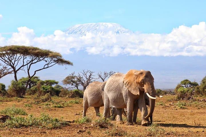 6-Day Masai Mara, Lake Nakuru & Amboseli 4x4 Jeep Safari from Nairobi