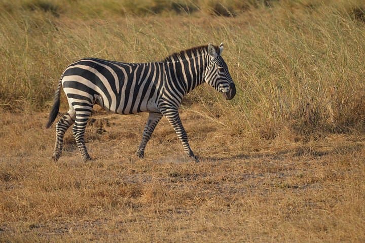 2-Day Amboseli Safari: Elephants, Flamingos & Clear Kilimanjaro Views photo 1
