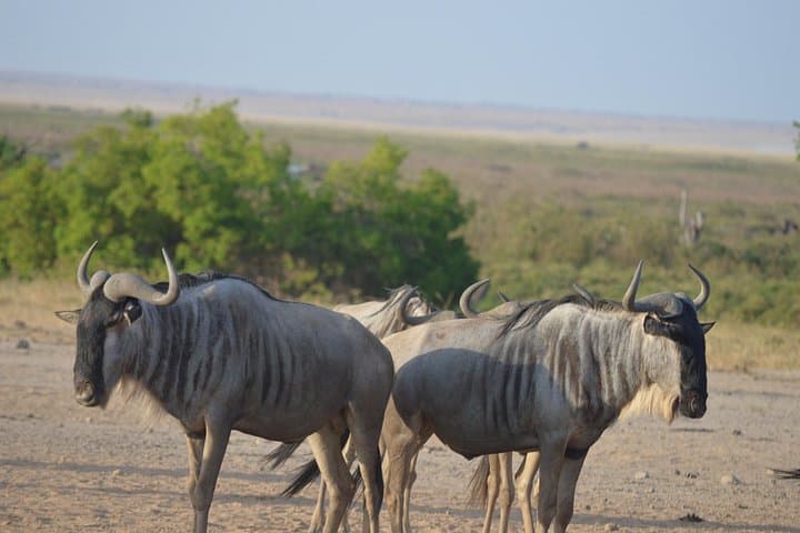 2-Day Amboseli Safari: Elephants, Flamingos & Clear Kilimanjaro Views photo 2