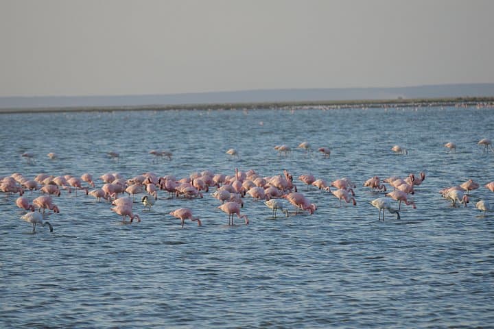 2-Day Amboseli Safari: Elephants, Flamingos & Clear Kilimanjaro Views photo 3