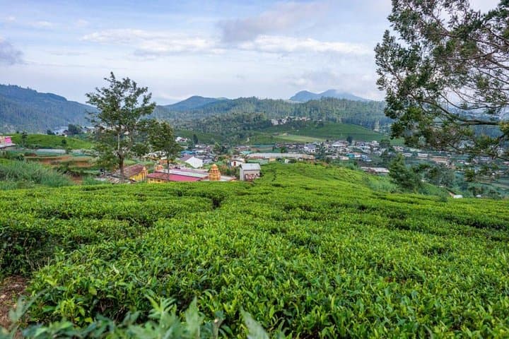 3-Day Private Tour to Kandy, Nuwara Eliya & Sigiriya — Hill Country & Rock Fortress Highlights photo 6