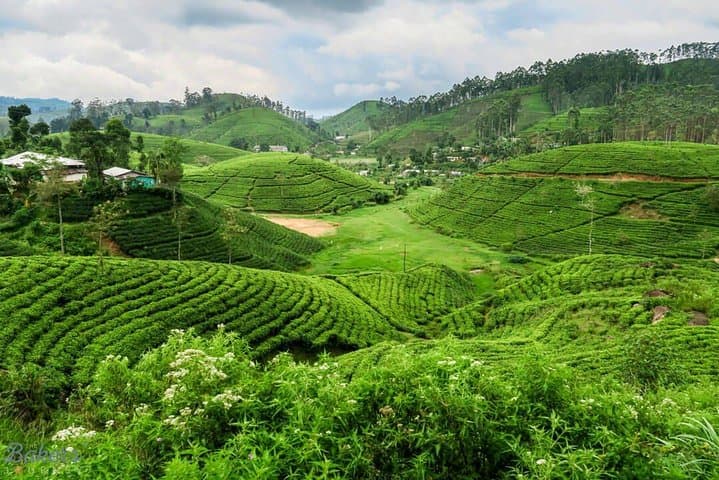 3-Day Private Tour to Kandy, Nuwara Eliya & Sigiriya — Hill Country & Rock Fortress Highlights photo 5