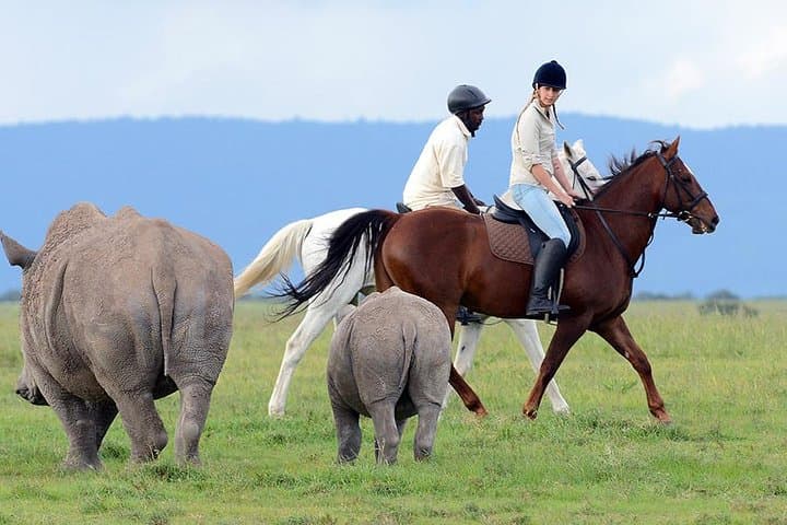 Ol Pejeta Day Tour from Nairobi — See Northern White Rhinos & Chimp Sanctuary photo 6