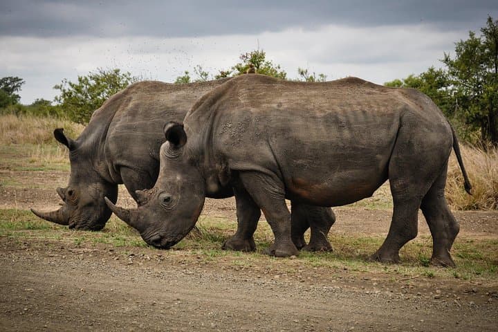 2-Day Lake Nakuru Safari — Flamingos, Rhinos & Rift Valley Views photo 4