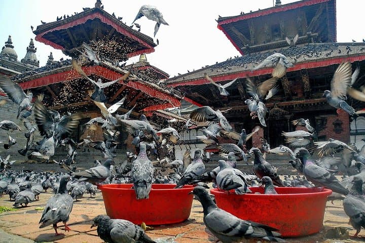 Explore Nepal: 12-Day Annapurna & Chitwan Adventure with Kathmandu Sightseeing photo 6