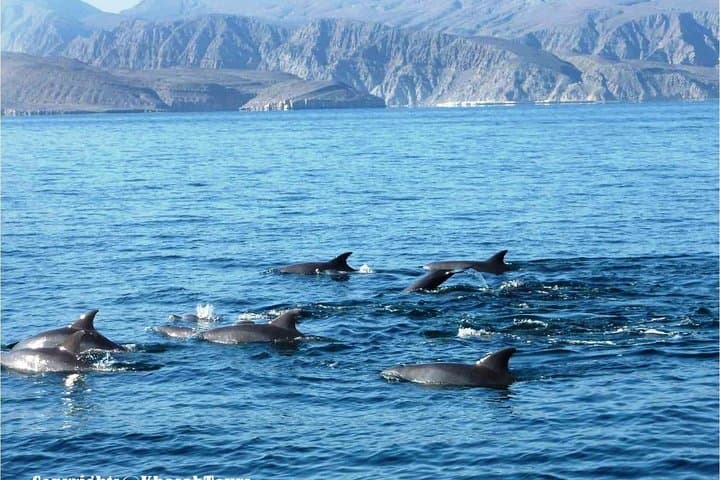 Overnight Beach Camping & Dhow Cruise in Musandam Khasab — Telegraph Island, Dolphins & BBQ photo 4