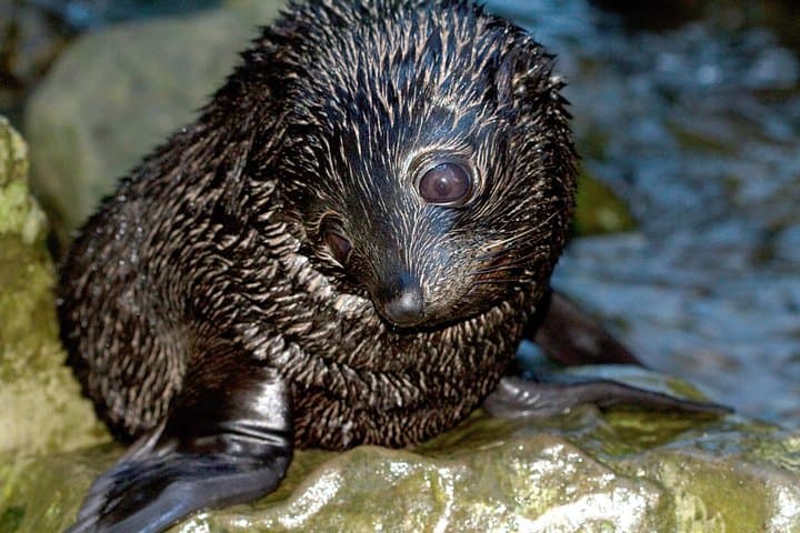 Private Transfers from Blenheim or Picton to Kaikoura — Scenic Chauffeur Tours & Wildlife Stops photo 4
