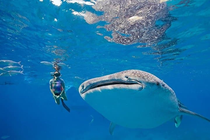 Swim with Oslob Whale Sharks and Chill at Kawasan Falls: Day Tour from Cebu photo 2