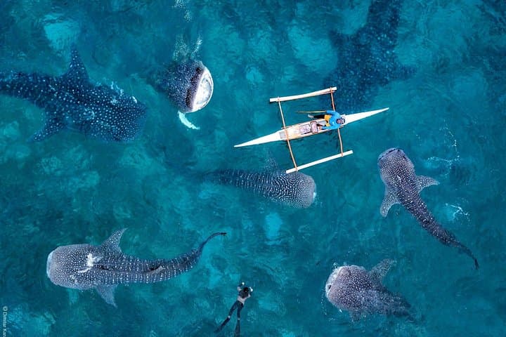 Swim with Oslob Whale Sharks and Chill at Kawasan Falls: Day Tour from Cebu photo 4