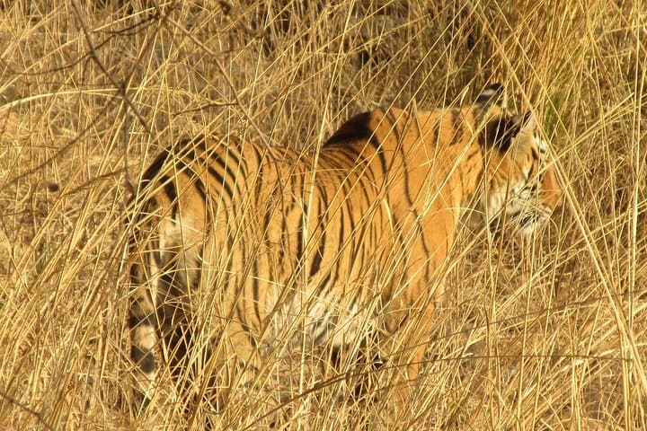 Ranthambore Same-Day Safari: Tigers, Forts & Padam Talao