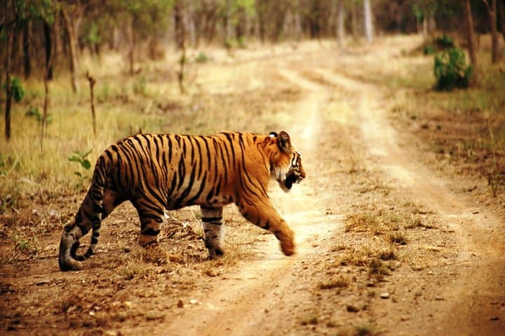 Ranthambore Same-Day Safari: Tigers, Forts & Padam Talao photo 3