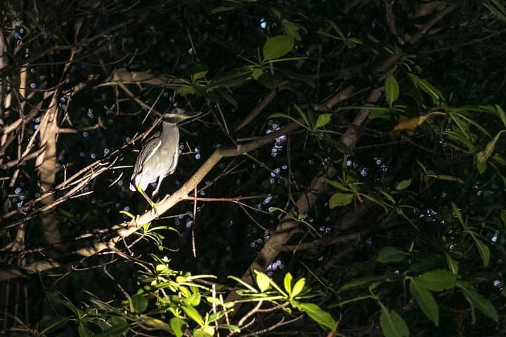 Night Kayaking the Bioluminescent Laguna Grande in Fajardo photo 3