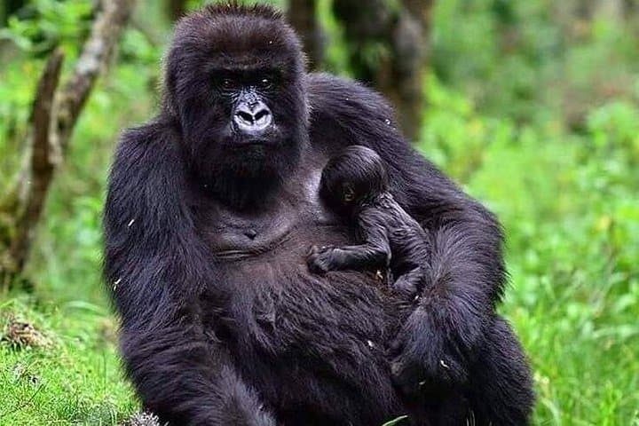1-Day Gorilla Trekking in Mgahinga National Park — Kigali Pickup to Kisoro photo 1