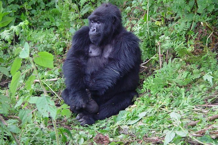 1-Day Gorilla Trekking in Mgahinga National Park — Kigali Pickup to Kisoro photo 2