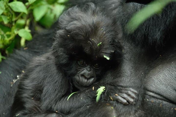 1-Day Gorilla Trekking in Mgahinga National Park — Kigali Pickup to Kisoro photo 3