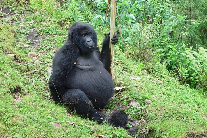 3-Day Gorilla Trekking from Kampala to Bwindi Impenetrable National Park