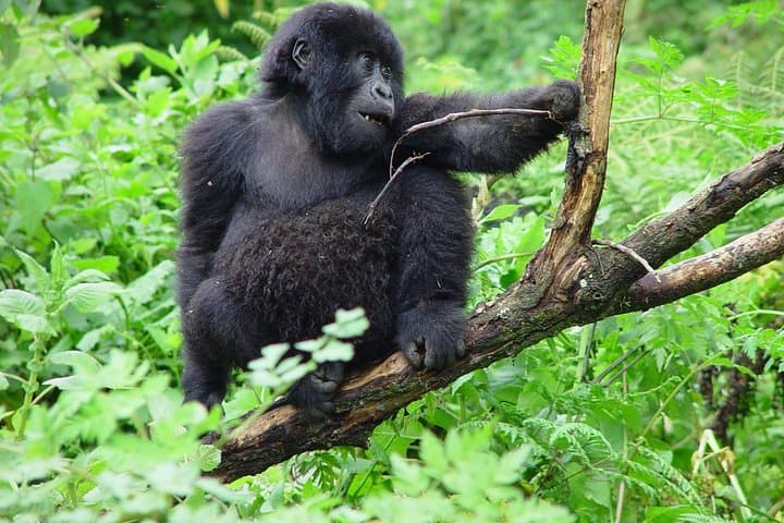3-Day Gorilla Trekking from Kampala to Bwindi Impenetrable National Park photo 3