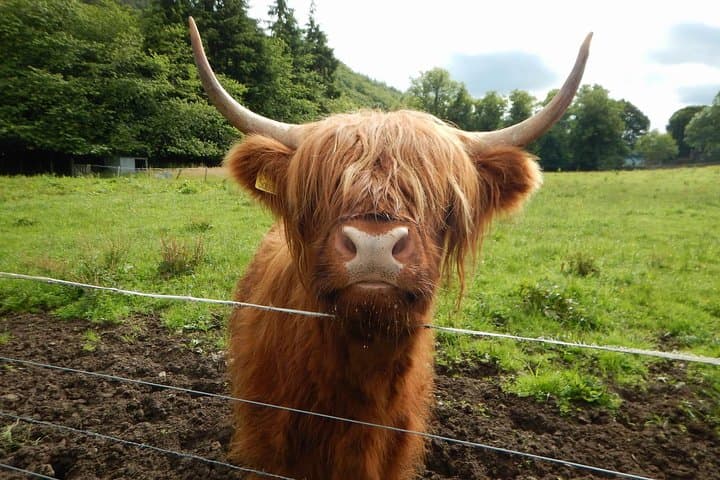 Loch Lomond, Stirling & Whisky: A Full-Day Tour from Edinburgh photo 4