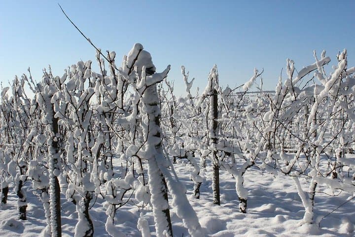 Custom Niagara Icewine & Wineries Private Day Tour photo 5
