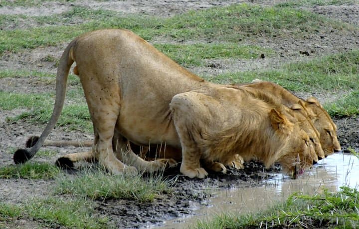 5-Day Northern Circuit Safari: Mid-Range Lodge & Tented Camp Wildlife Adventure