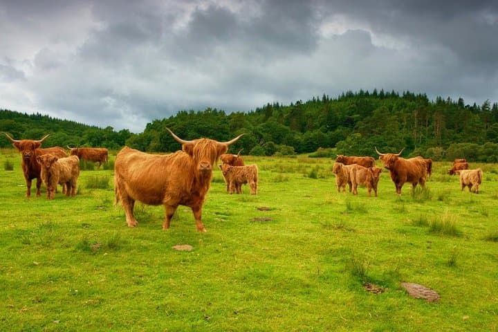 Private Scottish Highlands & Oban Day Tour from Glasgow — Whisky, Lochs & Coastal Views photo 3