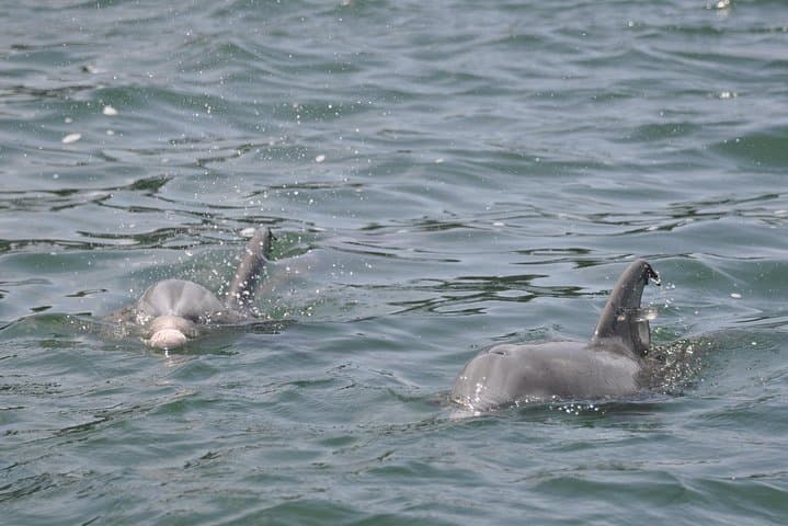Destin Dolphin-Watching Speedboat Cruise on the Screaming Eagle photo 2
