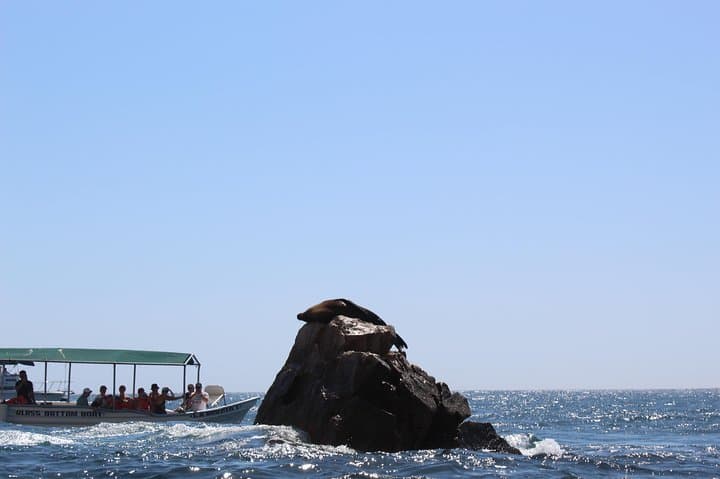 Glass-Bottom Whale Watching at El Arco — Cabo San Lucas Humpback Boat Tour photo 4