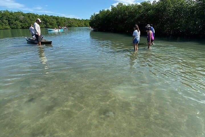 Clear Kayak Tours in Fort Pierce — Mangrove Tunnel Paddle & Wildlife Viewing photo 3