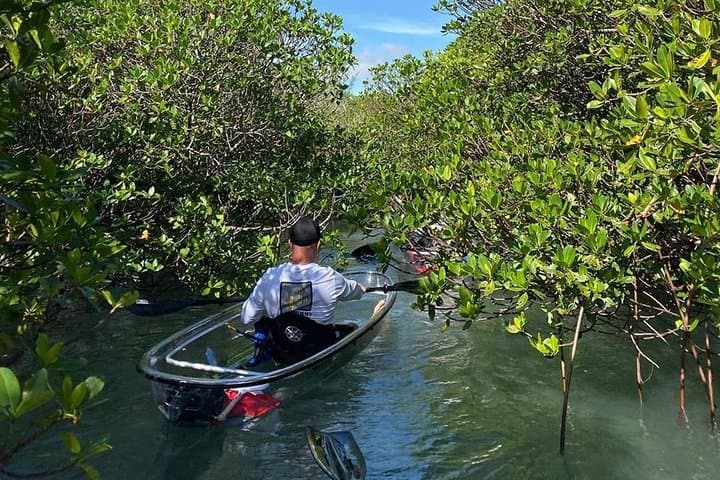 Clear Kayak Tours in Fort Pierce — Mangrove Tunnel Paddle & Wildlife Viewing photo 5