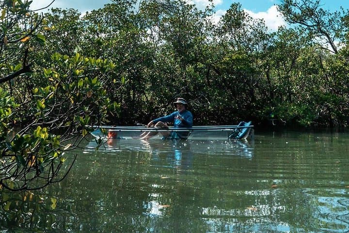 Clear Kayak Tours in Fort Pierce — Mangrove Tunnel Paddle & Wildlife Viewing photo 6