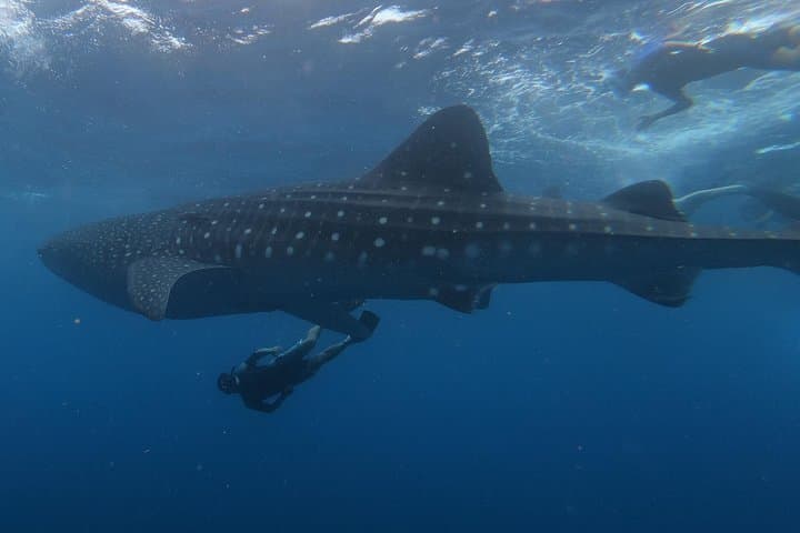 Swim with Whale Sharks: Private Holbox Tour to Cabo Catoche