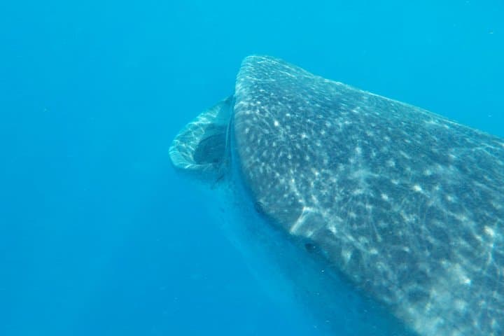 Swim with Whale Sharks: Private Holbox Tour to Cabo Catoche photo 5