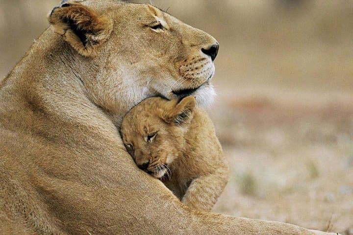 Rhino and Lion Special Sundays: Half-Day Game Drive on the Gauteng Highveld