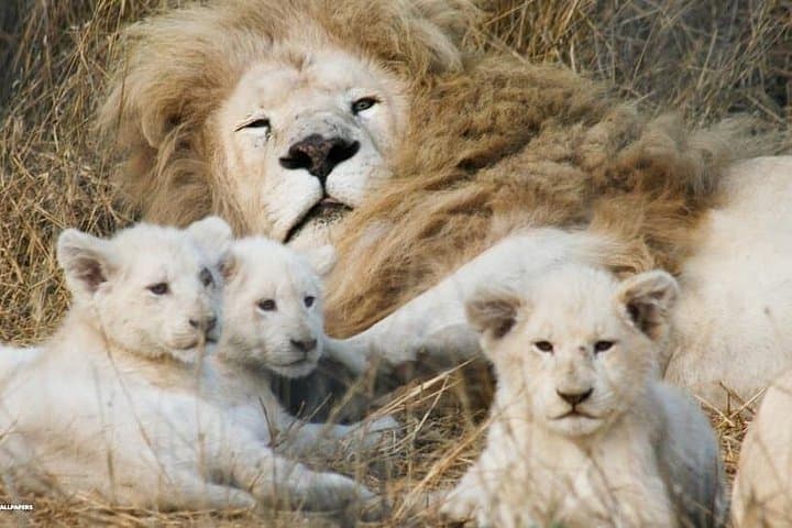 Rhino and Lion Special Sundays: Half-Day Game Drive on the Gauteng Highveld photo 3