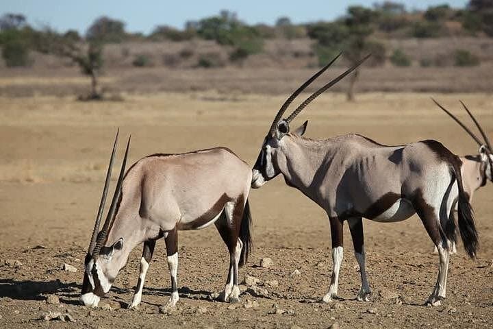 Rhino and Lion Special Sundays: Half-Day Game Drive on the Gauteng Highveld photo 4
