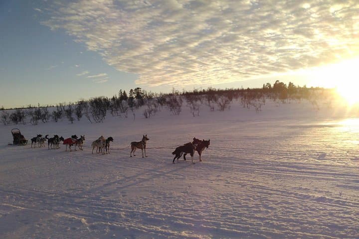 Private Husky Sledding on the Alta River — Intimate Winter Ride in Alta Valley photo 3