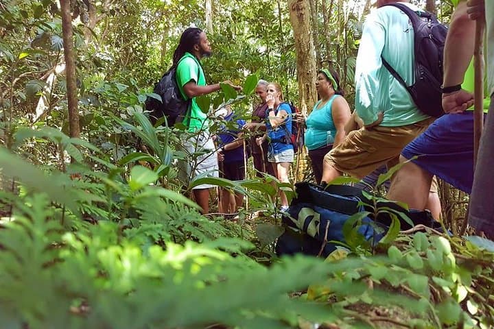 St Kitts Tropical Jungle Explorer Walk — Guided Wingfield Rainforest Hike photo 6