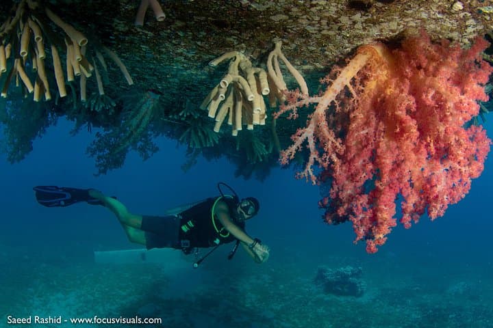 Aqaba Scuba Diving for Certified Divers — Red Sea Boat Dives & Snorkel Trips photo 3
